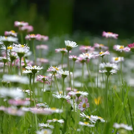 Szálloda Christian Gartenhotel